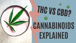What is CBD, CBD, THC and CBG? // FOUR CANNABINOIDS YOU NEED TO KNOW
