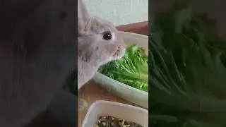 Ириска #like #bunny #кролики #rabbit #pets #cute #animals #love #funny #заяц #русский