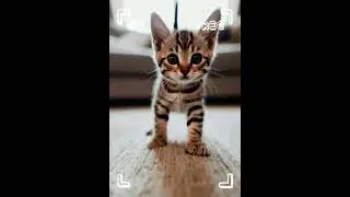 Kitten daily life #cat #kitten #suncats