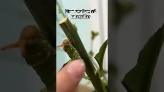 🐛Lime swallowtail caterpillar #limebutterfly #animals #butterflies