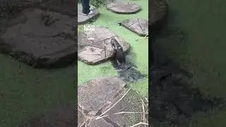 My dachshund got grass and water confused