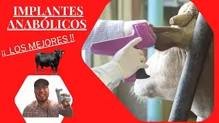 IMPLANTES ANABOLICOS PARA EL GANADO / LOS MEJORES IMPLANTES PARA GANADO DE ENGORDA