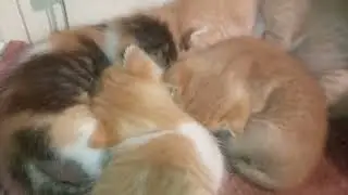 Kittens sleeping in a group