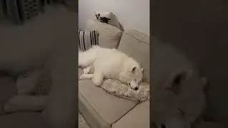 Boo can literally sleep all day😂