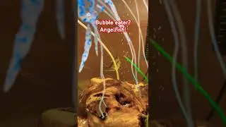 Angelfish is Bubble Eater! #angelfish #satisfyingvideo #smooth #guppies