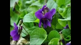 Violetta. Canzone scritta da Vito Coviello