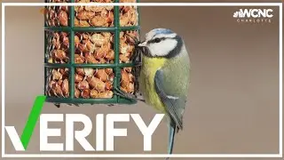 Bird feeders and the bird flu | The VERIFY team answers your questions