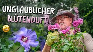 Rosen, Hibiskus und Hortensien 🌺 - Diese Sorten liegen voll im Trend