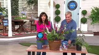 Phillip Watson Designs 3-in-1 1pc Old Glory Dwarf Butterfly Bush Live Plant on QVC