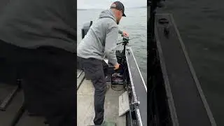Livescope salmon takedowns #salmon #buoy10 #livescope