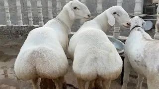 TURKEY DUMBA | LUCKNOW GOAT FARM | DUMBA | FOR SALE EID 2024