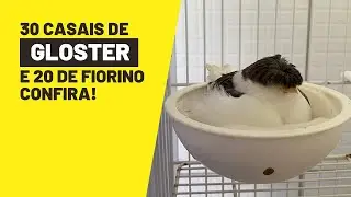 Criação de CANÁRIOS GLOSTERS e FIORINOS padrão FOB
