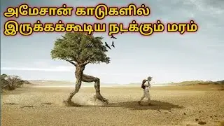 அமேசான் காடுகளில் இருக்கும் மர்மங்கள் | Amazon Forest | wildlife | facts in tamil | Forest