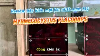 Bầy kiến mật Myrmecocystus Placodops của m&igrave;nh