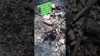 PULISCI QUESTA SPIAGGIA DA 3 ANNI E POI TROVI QUESTO #mrghorn #metaldetecting #metaldetector #fiume