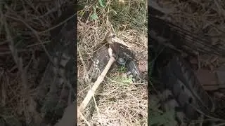 Eagle vs Big lizard