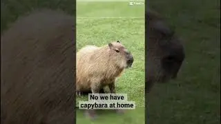 Capybara lol funny 😆 #piggy #guineapig #cute #capybara