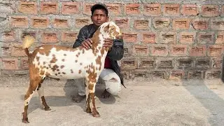 Quality Teddy Barbara and Female at Aurangabad Maharashtra 