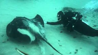 Close encounter with a Bull Ray by TBD Team