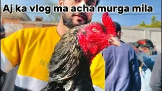 Multan murga mandi current situation 