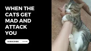 Fostering a Positive Connection: Understanding Cat Behavior and Promoting Safe Interactions