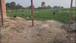 Amazing Goats Walking in Line Outside - Must Watch!
