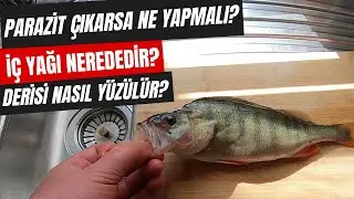 Tatlı Su Levreği / Perch Nasıl Temizlenir? How to clean perch?
