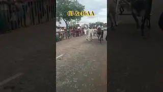 kangayam 🖤kaari and mayilai🤍 on track #sunday #bullraces #reklarace #vibes #trending #2023 #cow