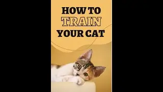 🐈Training Your Cat   No 1 Cat Training And Caring E Book