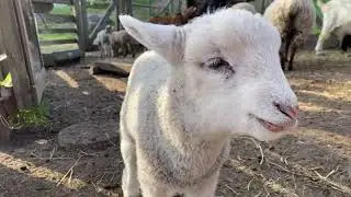 Salsabrate The Good: Ep. 8, Slide Ranch