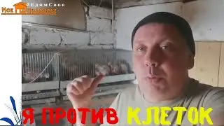 Минусы клеточного содержания кур. 