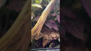 Bioactive Build Battle: Enclosure 3!