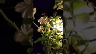 Texas night sounds