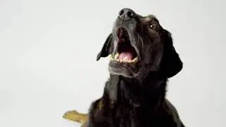 Dog catching food in slow-motion