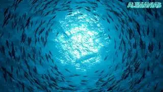 6 Tuna behaviors you may not know.