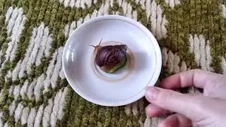 What do snails eat? 🐌/ Что едят улитки?