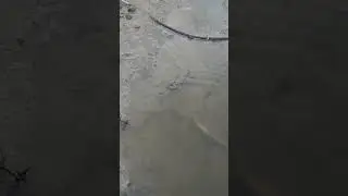 ikan