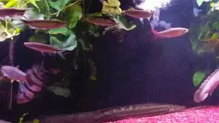 Apollo sharks w/ polypterus
