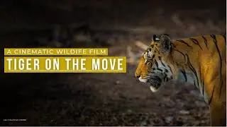 Ranthambore Intimate Moments &ndash; Tiger on the Move | Cinematic Wildlife