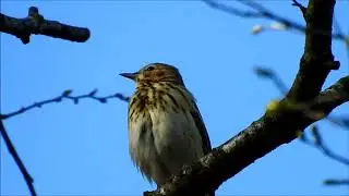 Close Up: Tree Pipit sings / Boompieper zingt (Anthus trivialis)