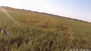 Vanatoare de prepelite cu Lady