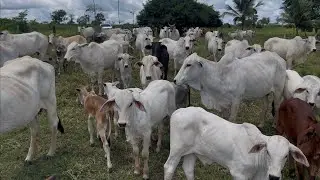Vacas de cria, como vai ficar o mercado do Bizerro este ano ???