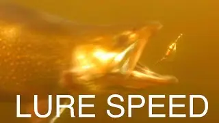 LURE SPEED and DROP RATES