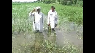 || बवानी खेड़ा के किसानों की 2500 एकड़ में खड़ी फसल बर्बाद || Bawani Khera Fasal Barbad ||