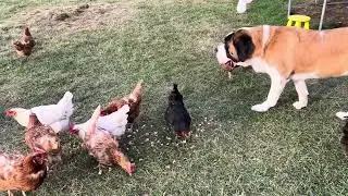 Berasa hidup di desa dengar suara ayam jago