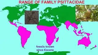 bird order Psittaciformes