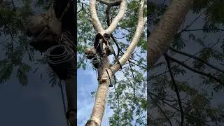Amazing Skills talent man climbing and cutting down tree #shorts