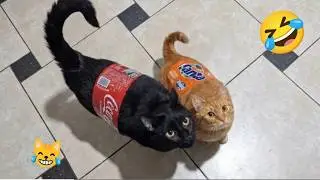 Funny Cats and Dogs Videos 2026 🐶 Try Not To Laugh Challenge 🤣