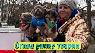 Собачий ринок Одеса Одесса котики цуценя #животные #милота #dog #dogs #счастье #собака #суперсобака