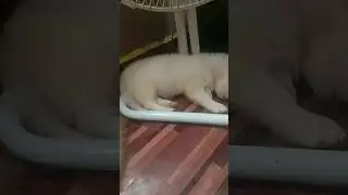 how satisfying sleeping white puppy#shorts #viral #asmr